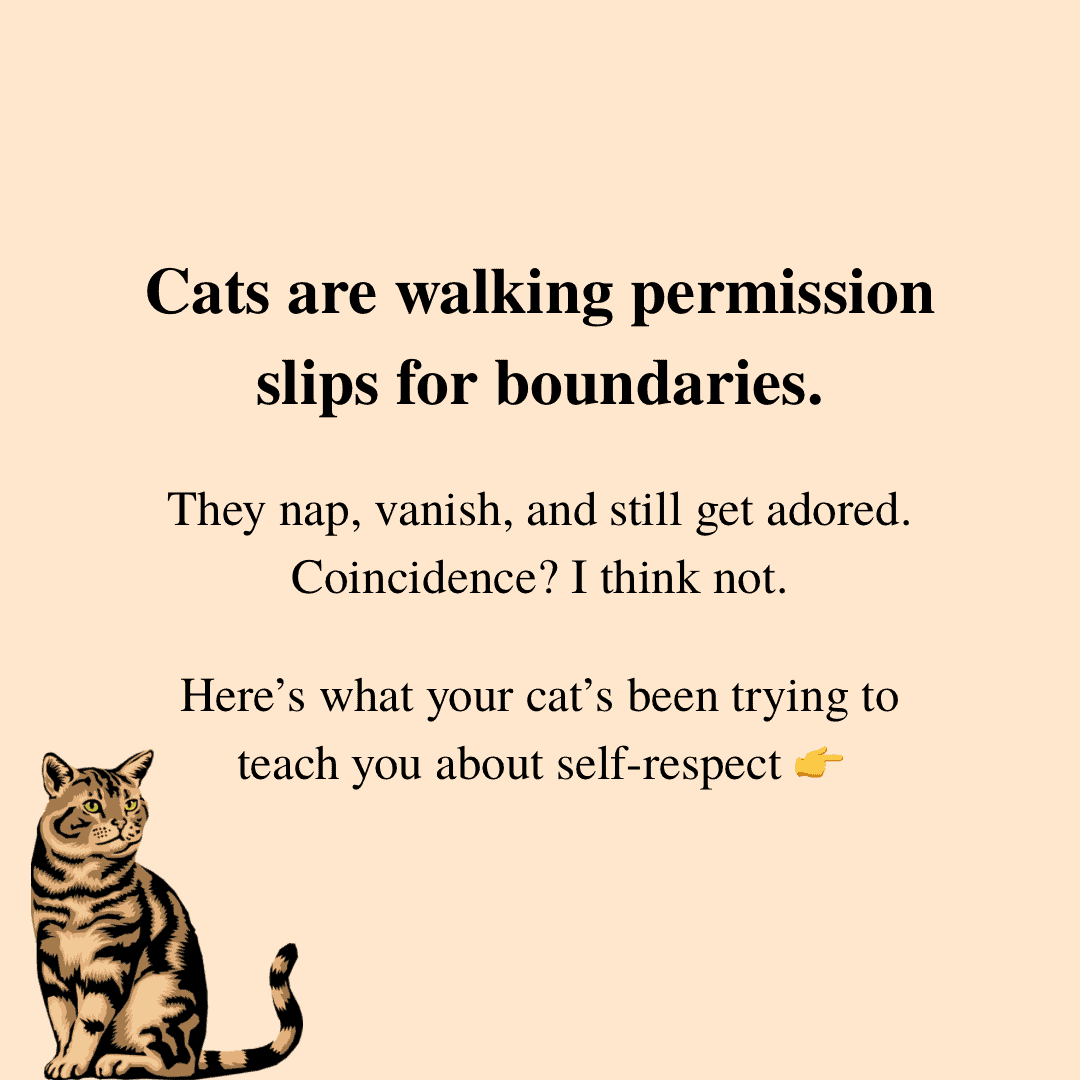 Cats are the best boundary teachers